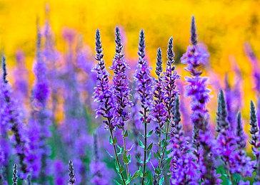 免费吃鸡游戏《吸血鬼：避世血猎》演示曝光